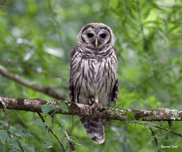 Barred Owl