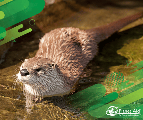 North American River Otter (6)